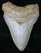 Megalodon Tooth - North Carolina #18590-1